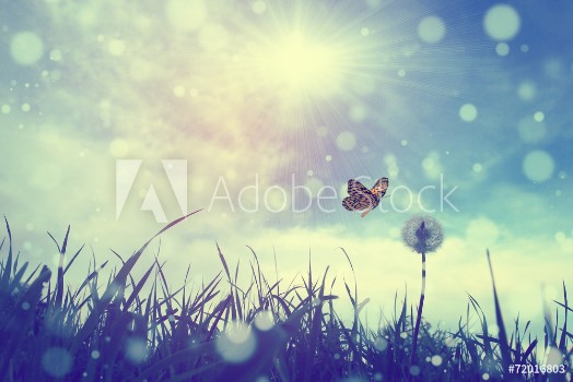 Picture of Butterfly and dandelion